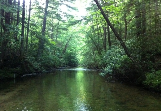 Laurel Fork Creek, Big South Fork - 05